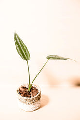 Schismatoglottis hainanensis